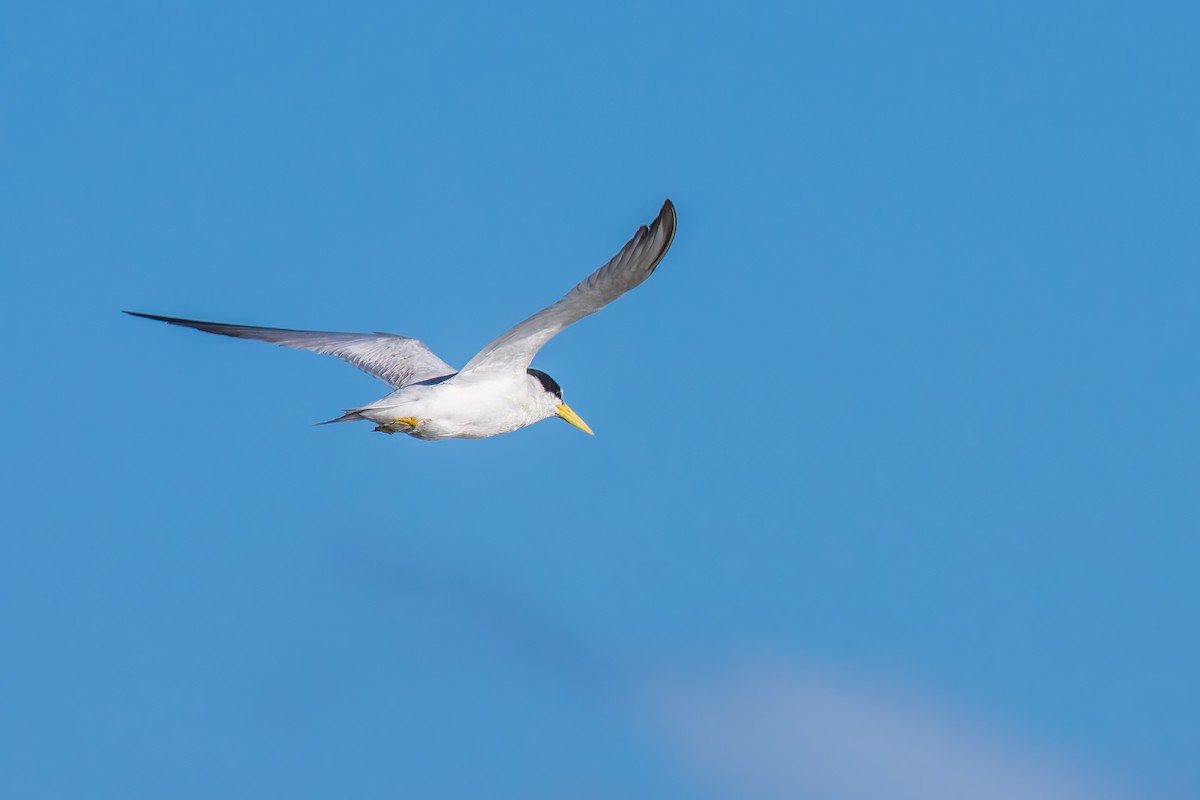 Yellow-billed Tern - ML627511701