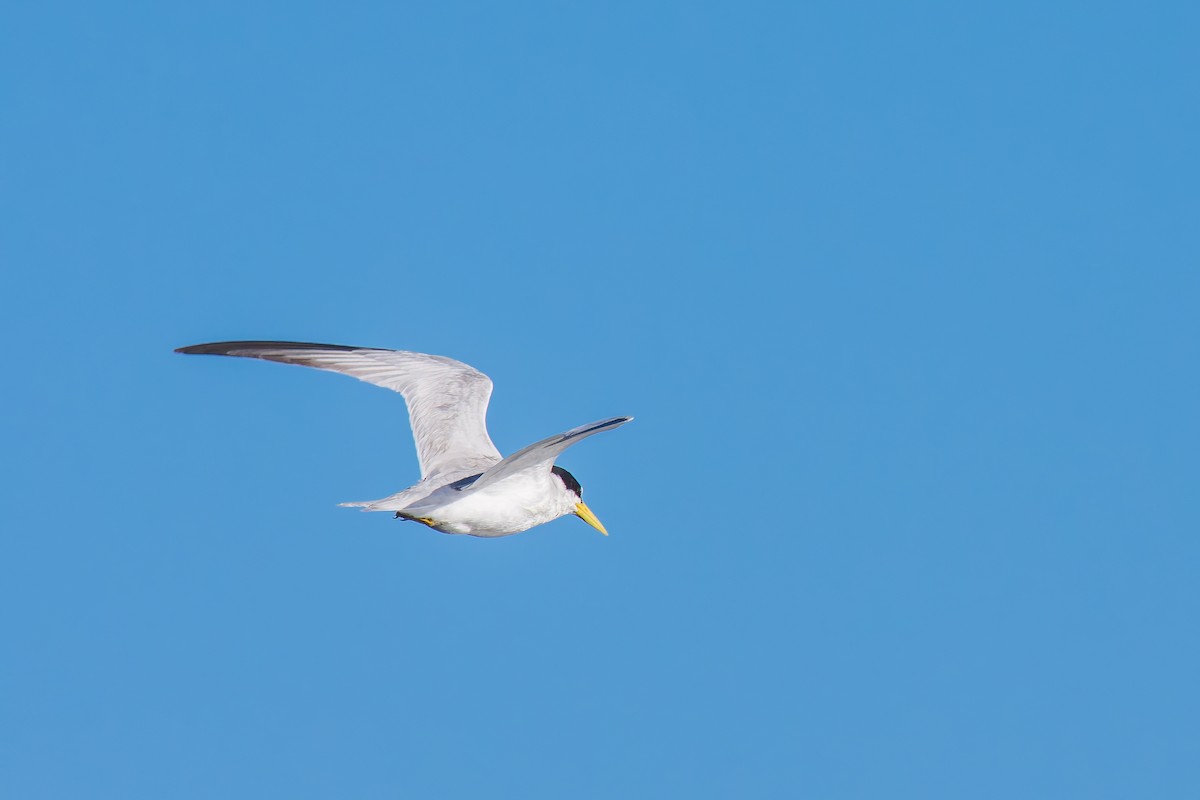 Yellow-billed Tern - ML627511702