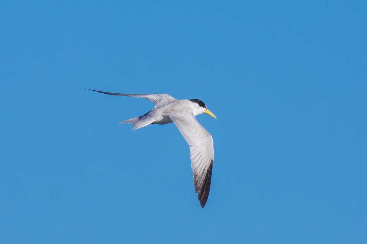 Yellow-billed Tern - ML627511703