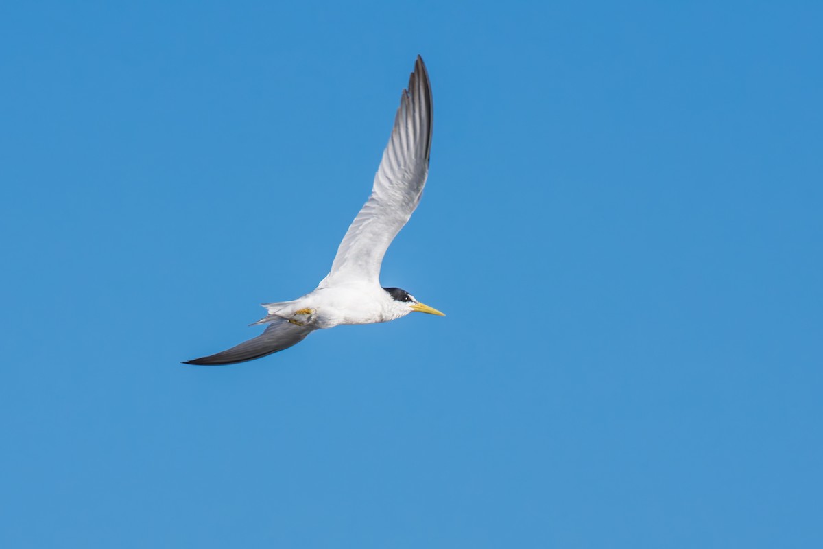 Yellow-billed Tern - ML627511704