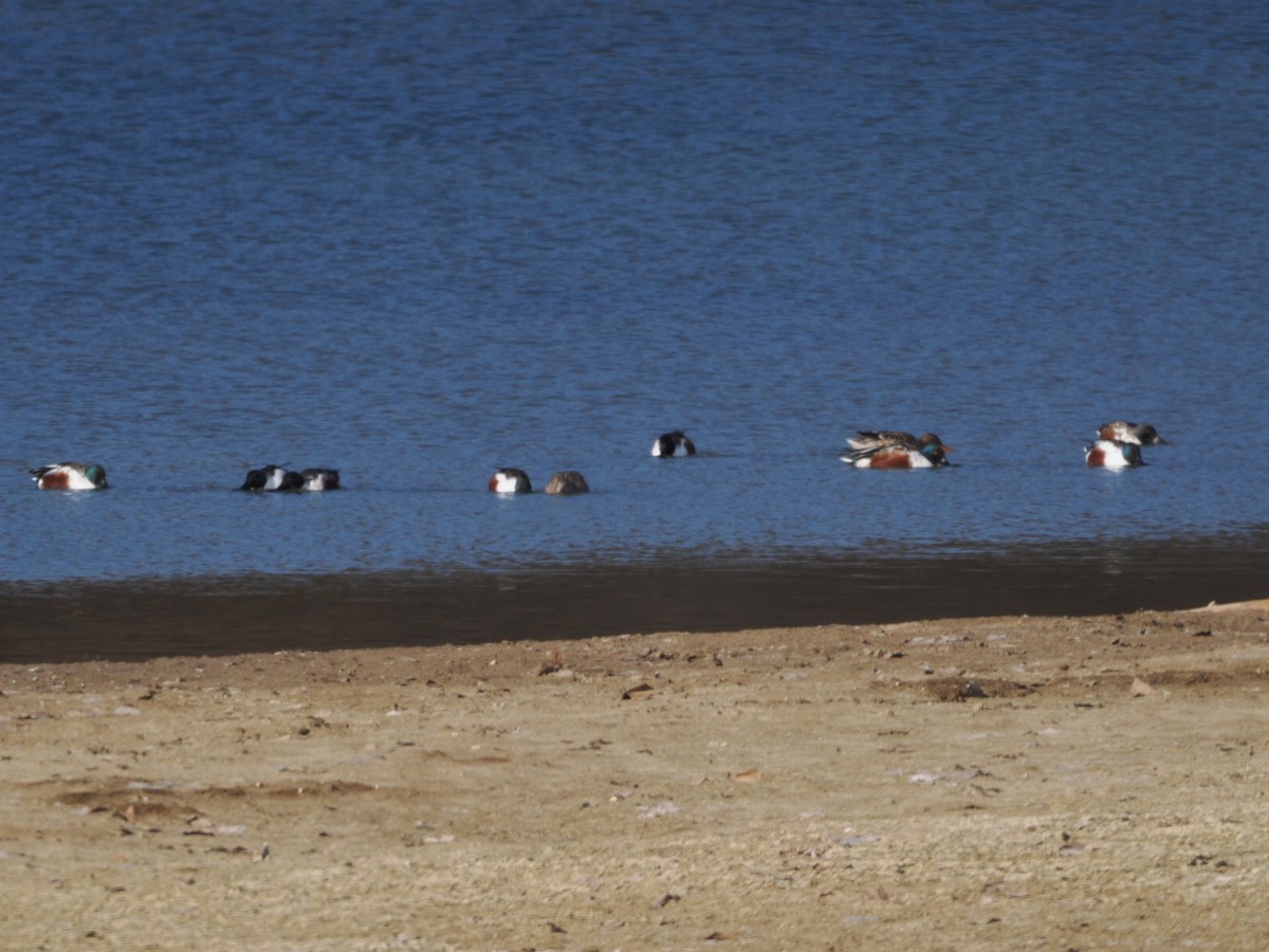 Northern Shoveler - ML627511705