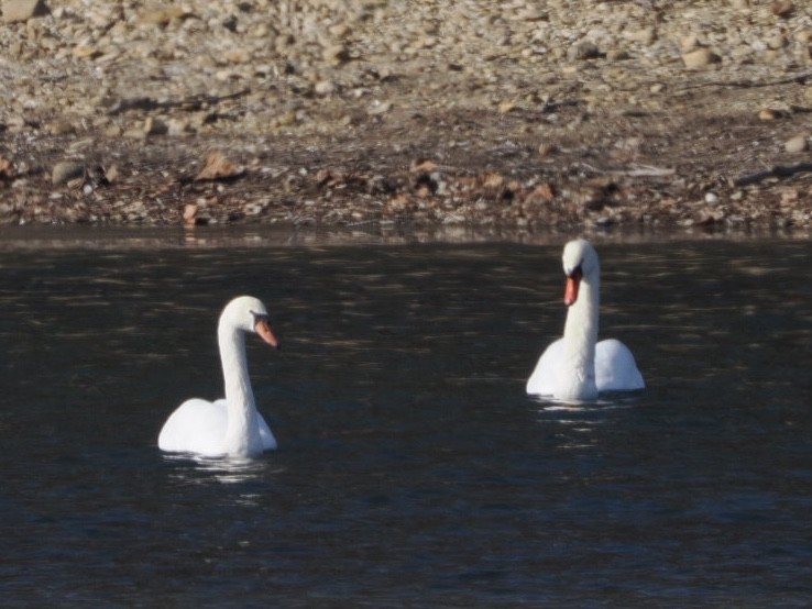 Mute Swan - ML627511711