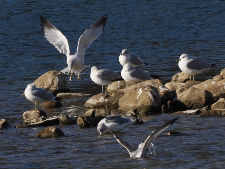Ring-billed Gull - ML627511722
