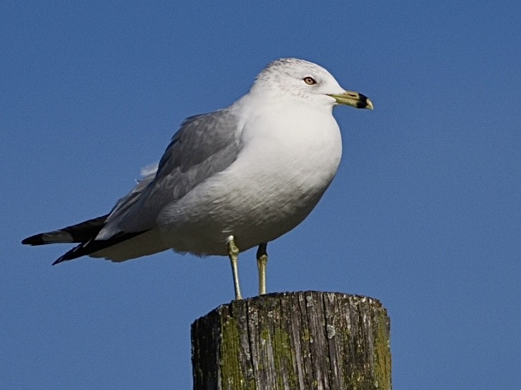 Ring-billed Gull - ML627511723