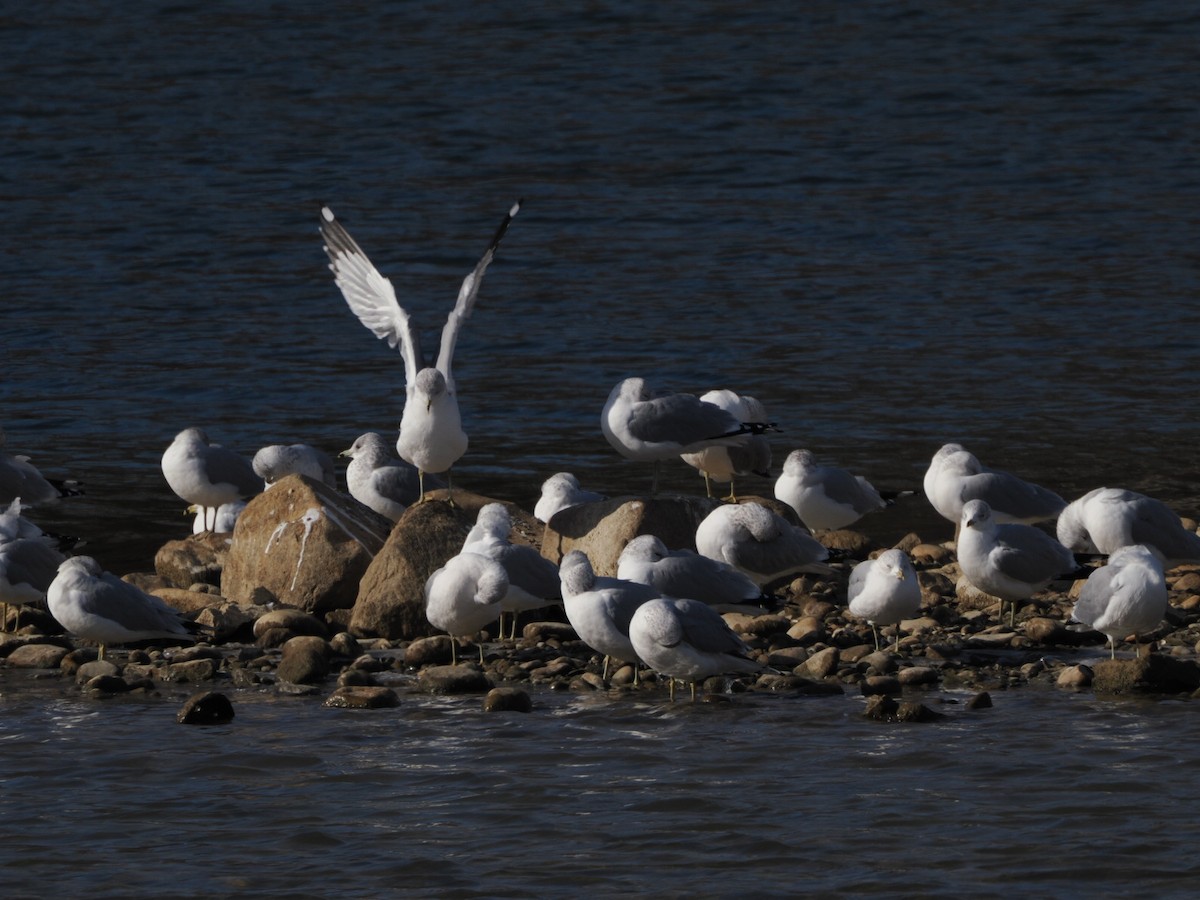 Ring-billed Gull - ML627511724