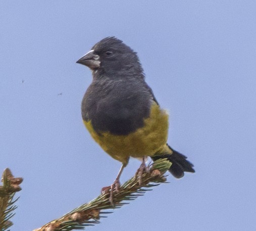 White-winged Grosbeak - ML627511741