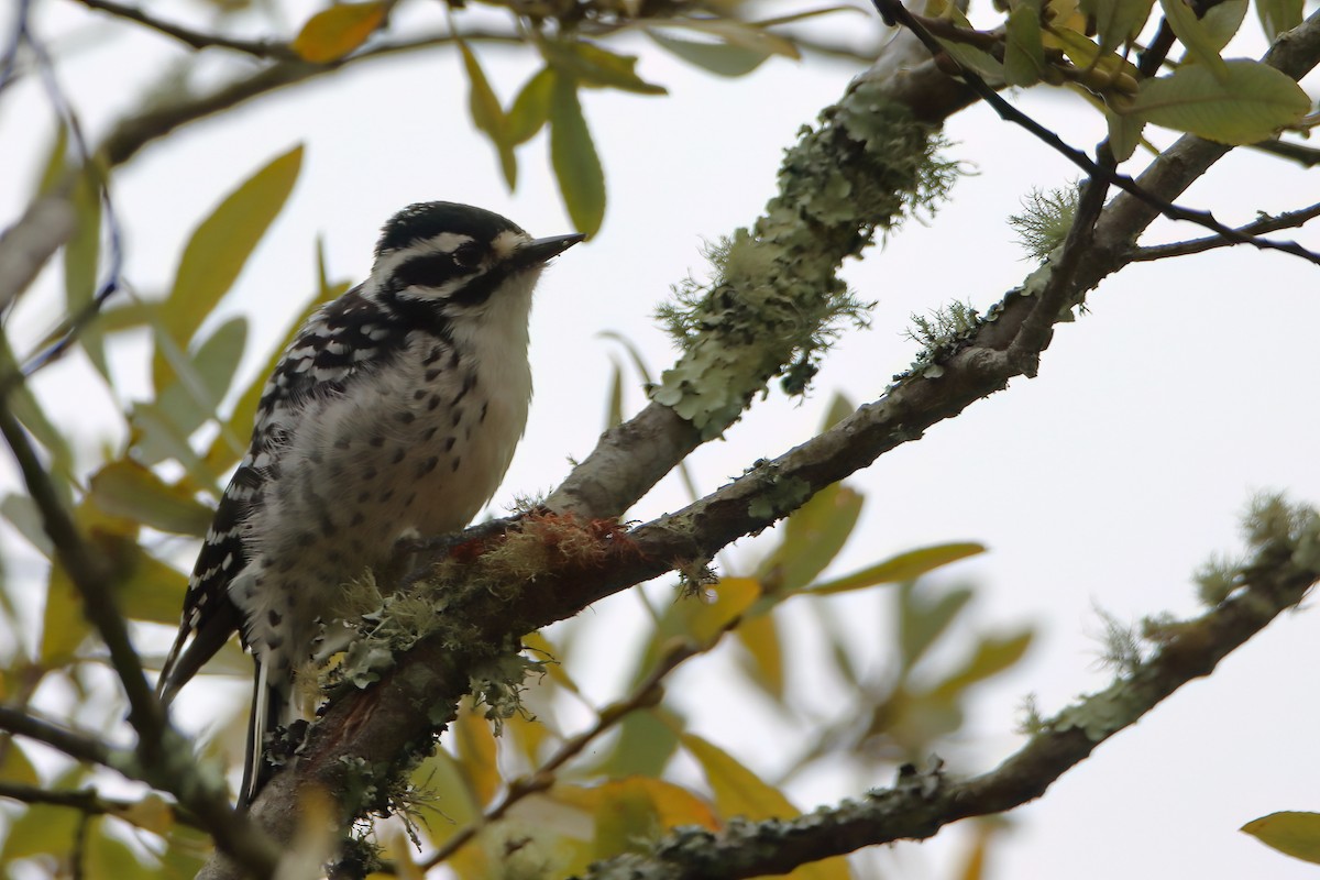 Nuttall's Woodpecker - ML627511807