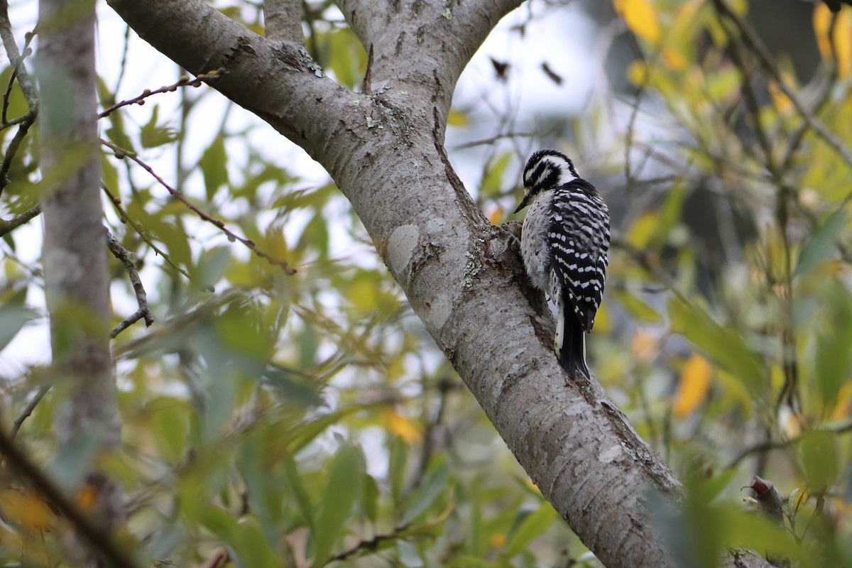 Nuttall's Woodpecker - ML627511808