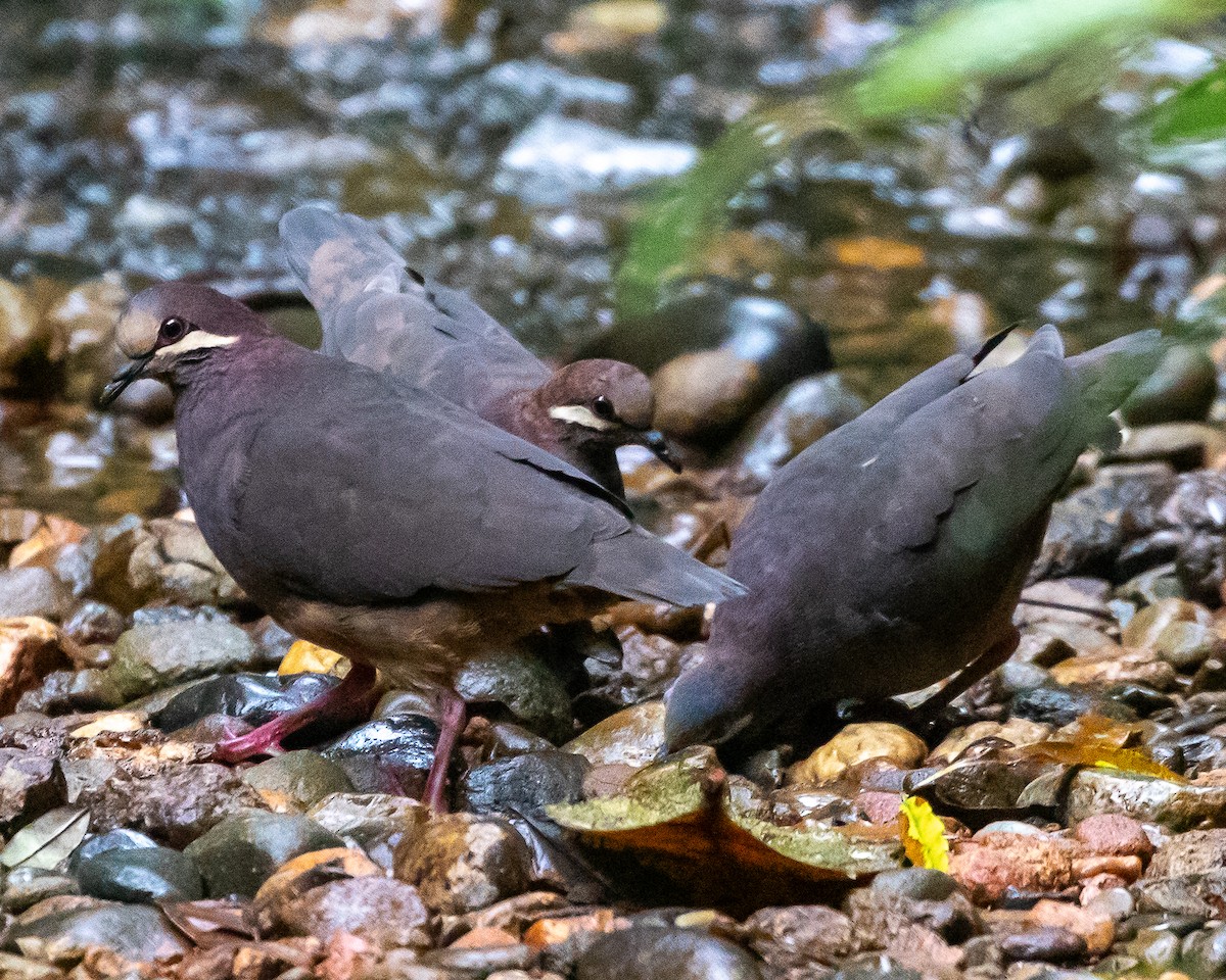 Olive-backed Quail-Dove - ML627511819