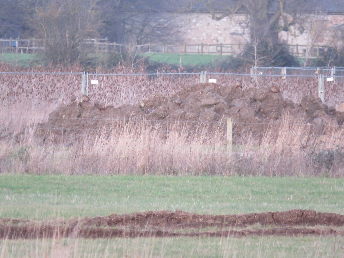 Red-legged Partridge - ML627511858