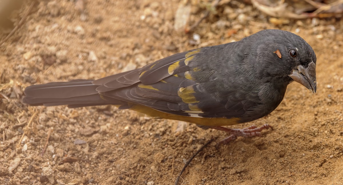 White-winged Grosbeak - ML627511992