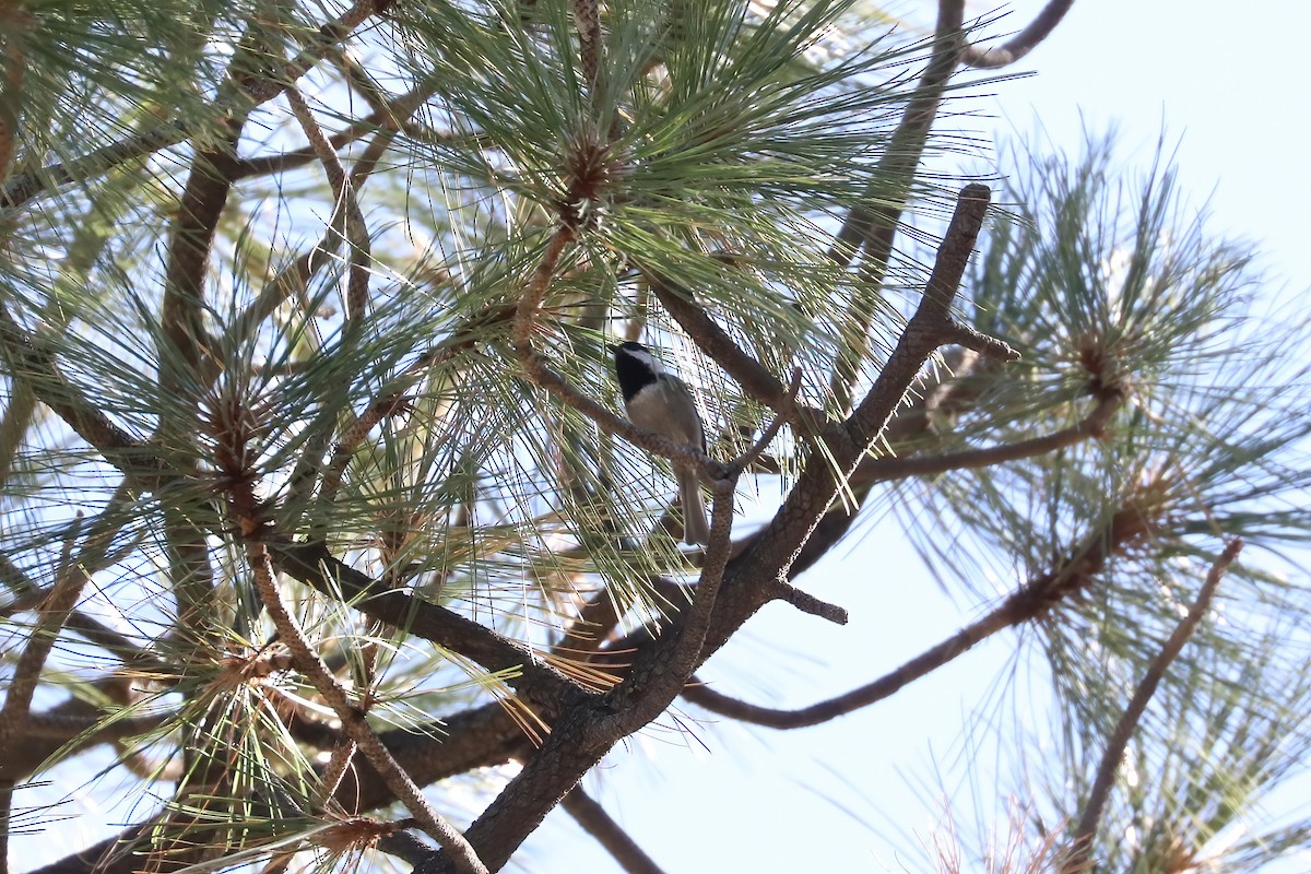 Mexican Chickadee - ML627512218