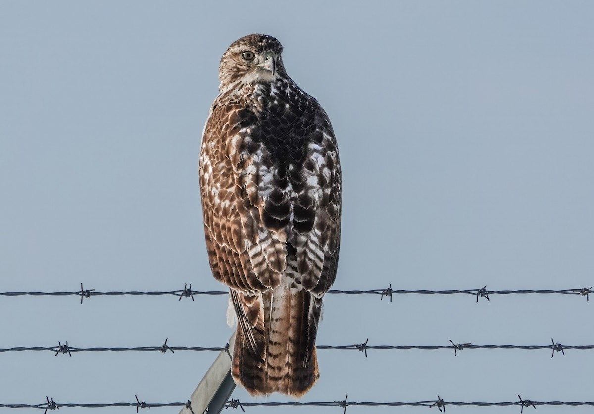 Red-tailed Hawk - ML627512228