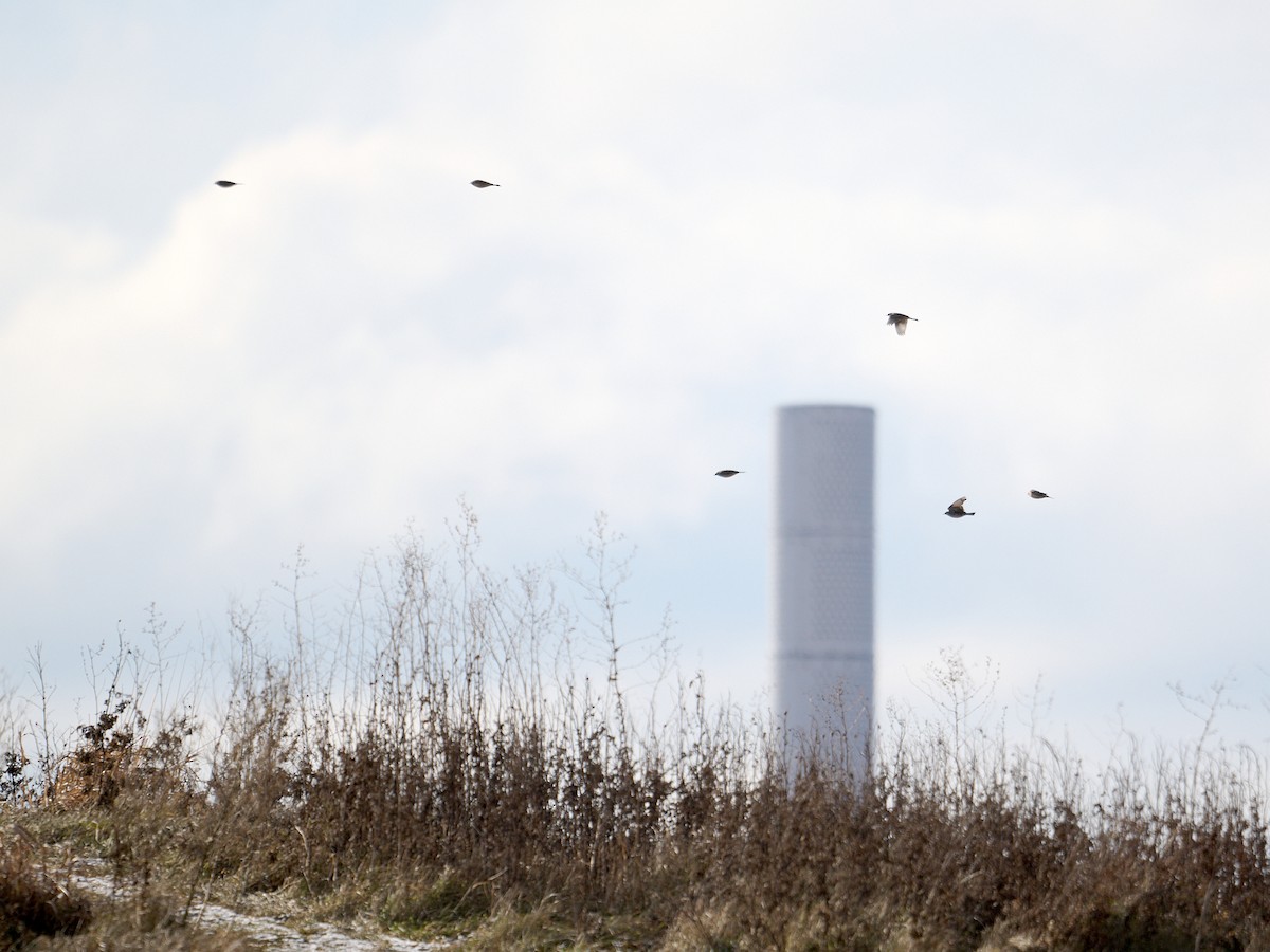 American Pipit - ML627512242