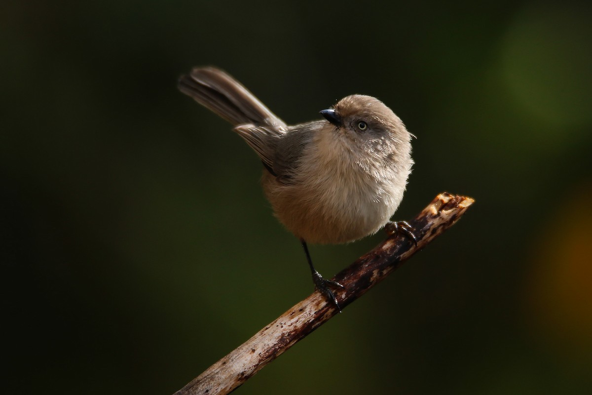 Bushtit (Pacific) - ML627512295
