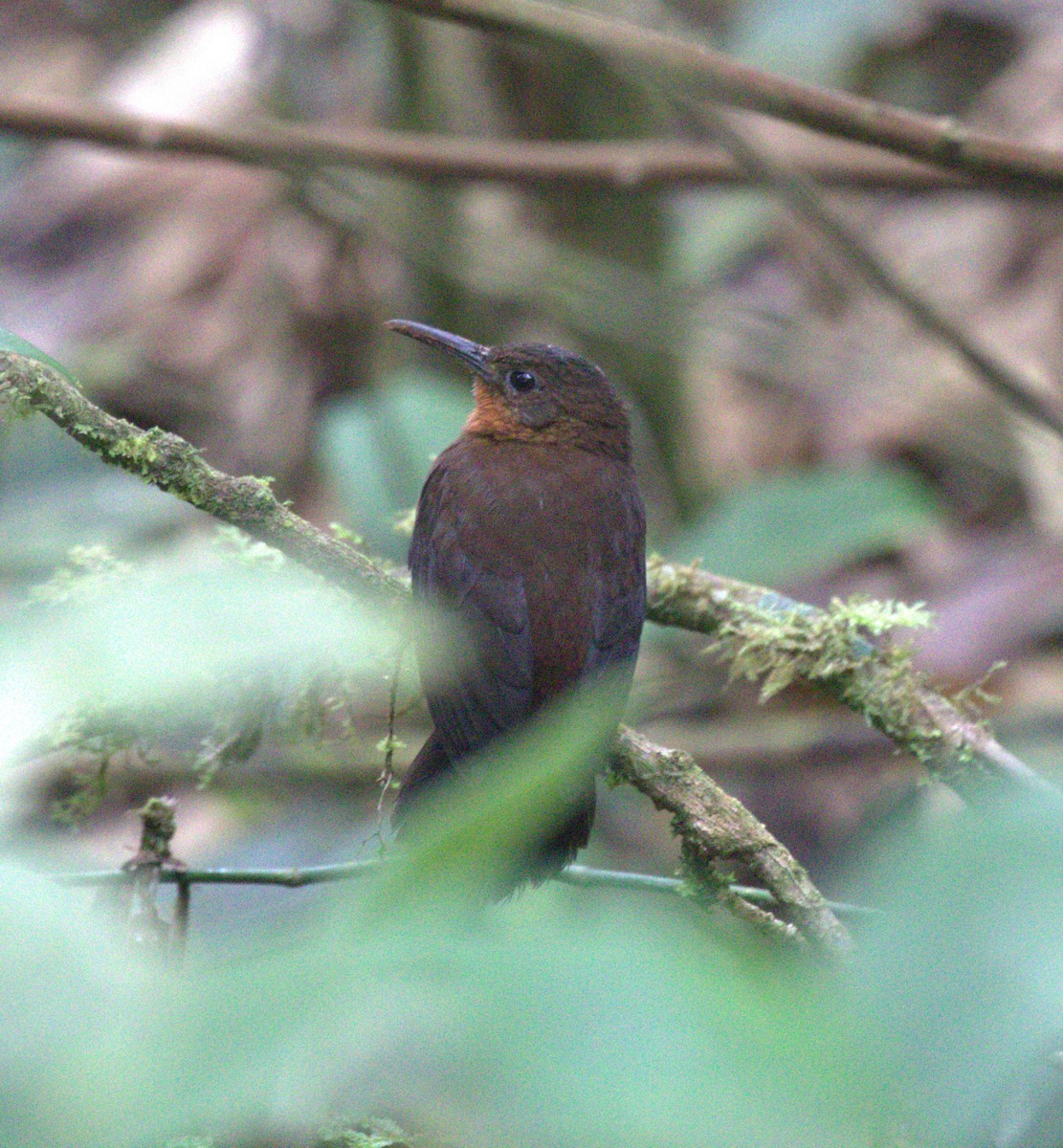 South American Leaftosser - ML627512357