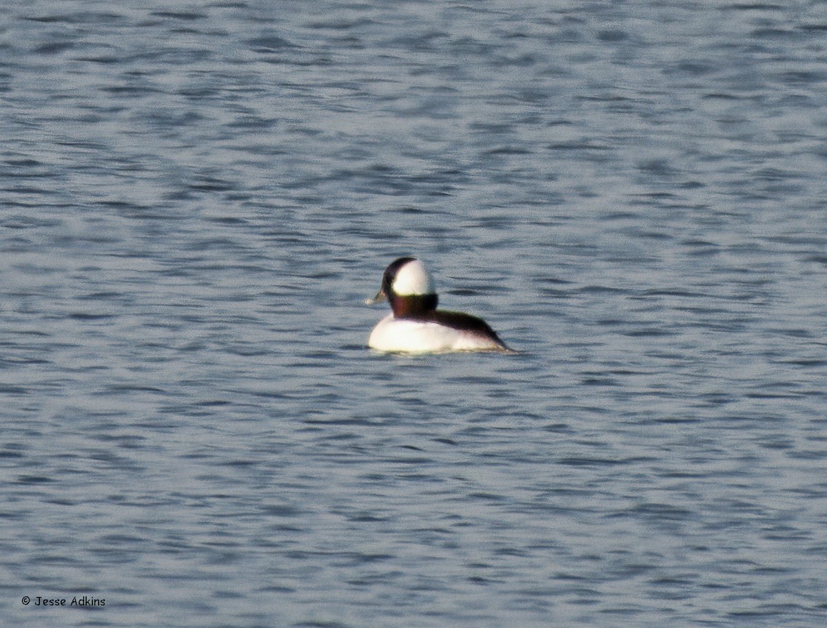 Bufflehead - ML627512419