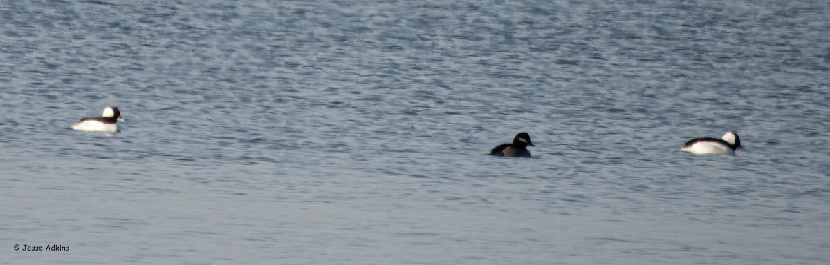 Bufflehead - ML627512420