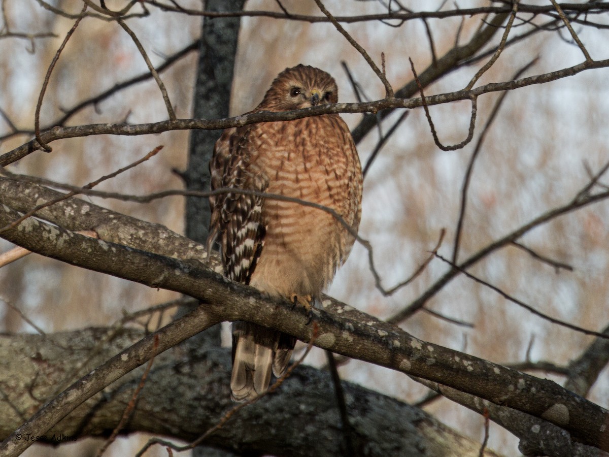 Red-shouldered Hawk (lineatus Group) - ML627512432