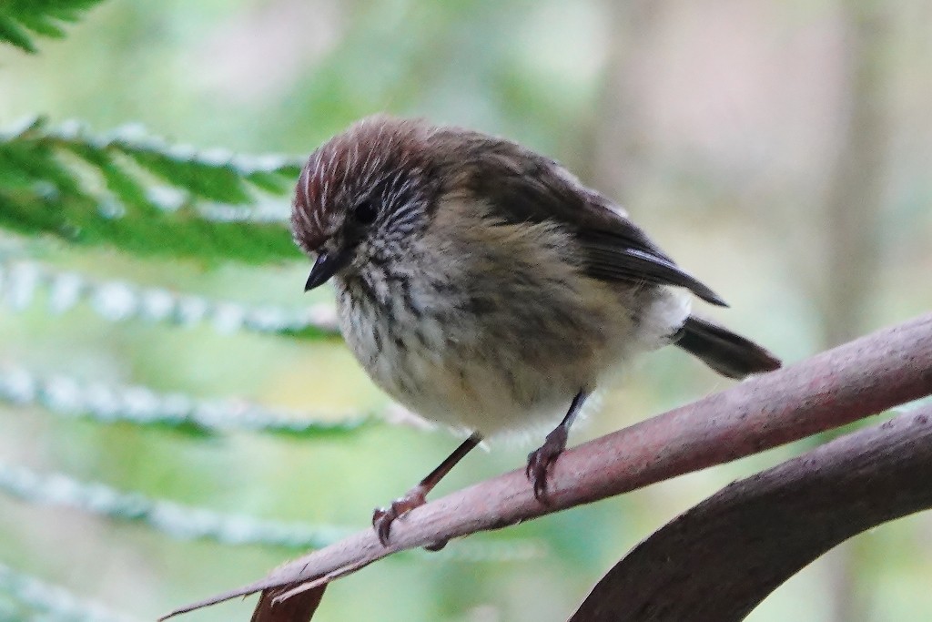 Striated Thornbill - ML627512437