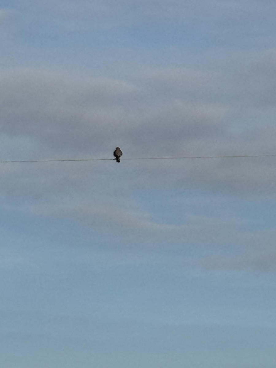 American Kestrel - ML627512486