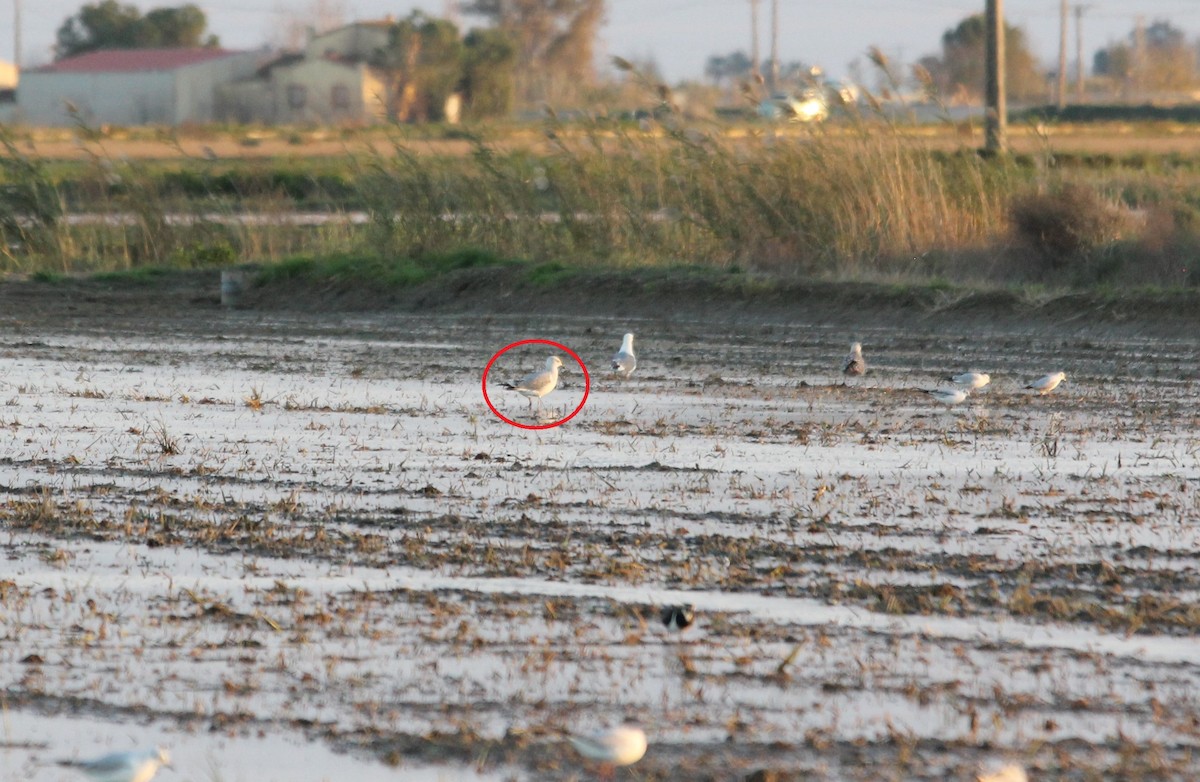 Caspian Gull - ML627512593