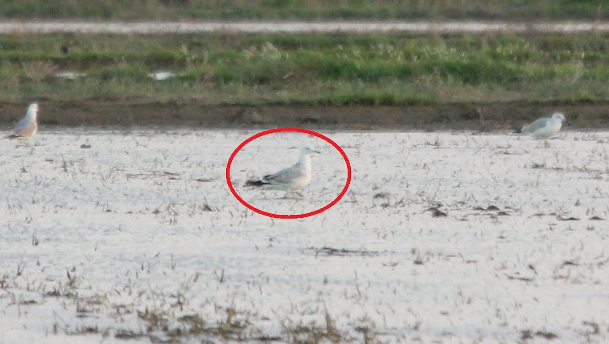 Caspian Gull - ML627512594