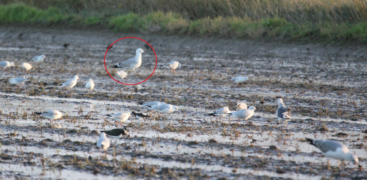 Caspian Gull - ML627512595