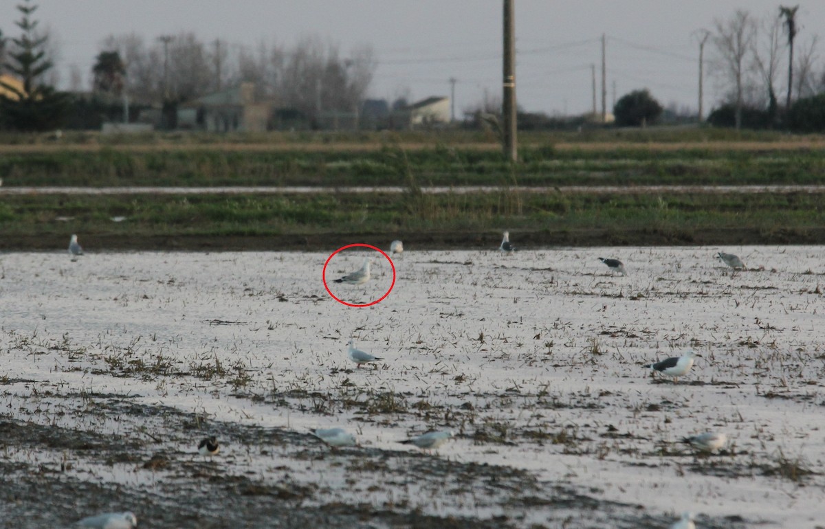 Caspian Gull - ML627512596