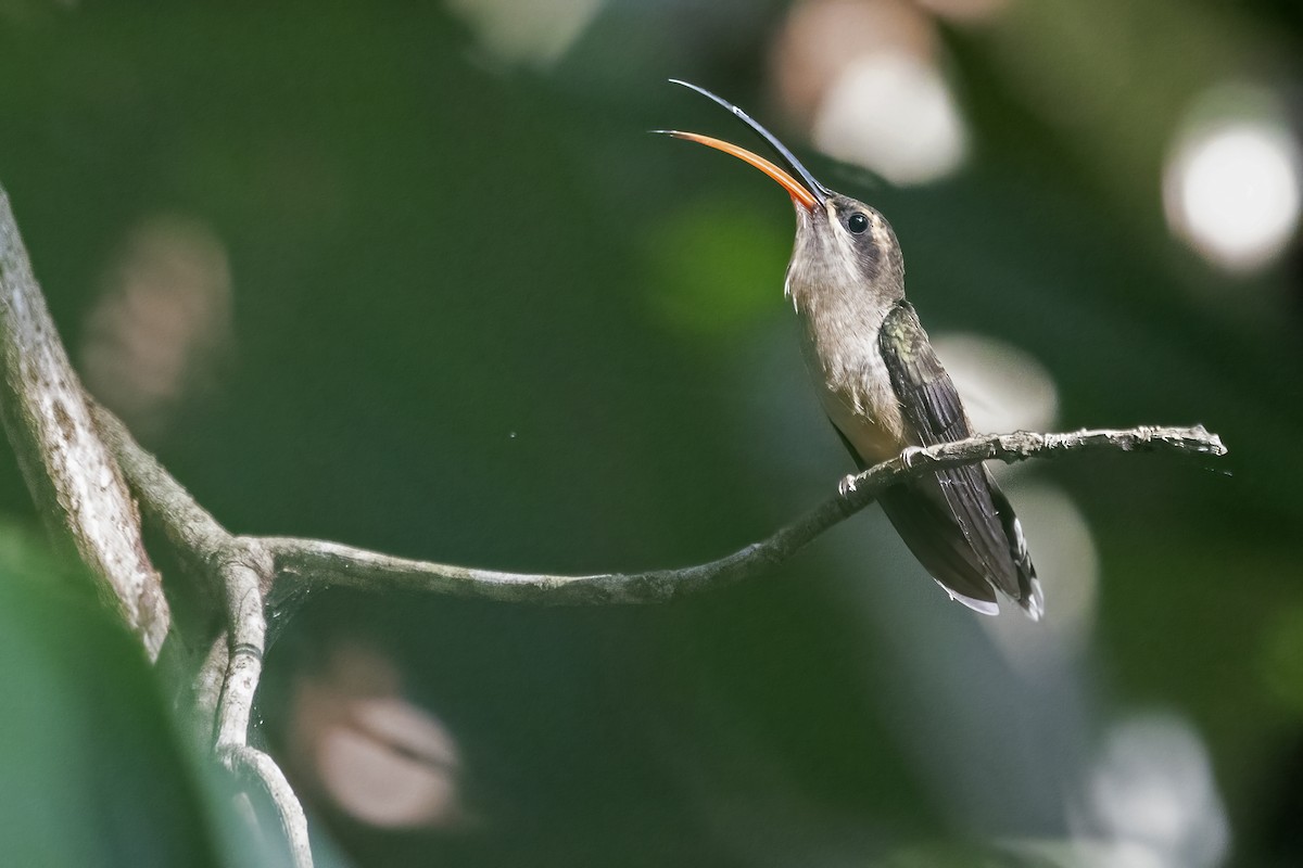 Long-tailed Hermit - ML627512597