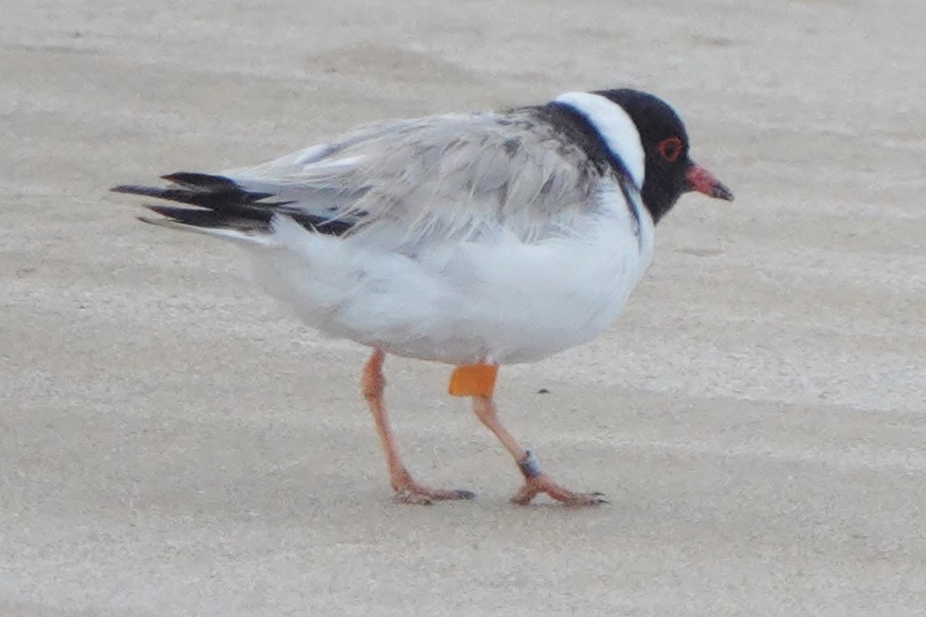 Hooded Plover - ML627512600