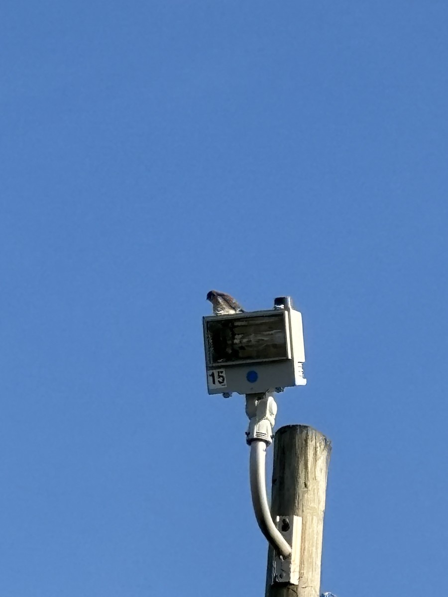 American Kestrel - ML627512626
