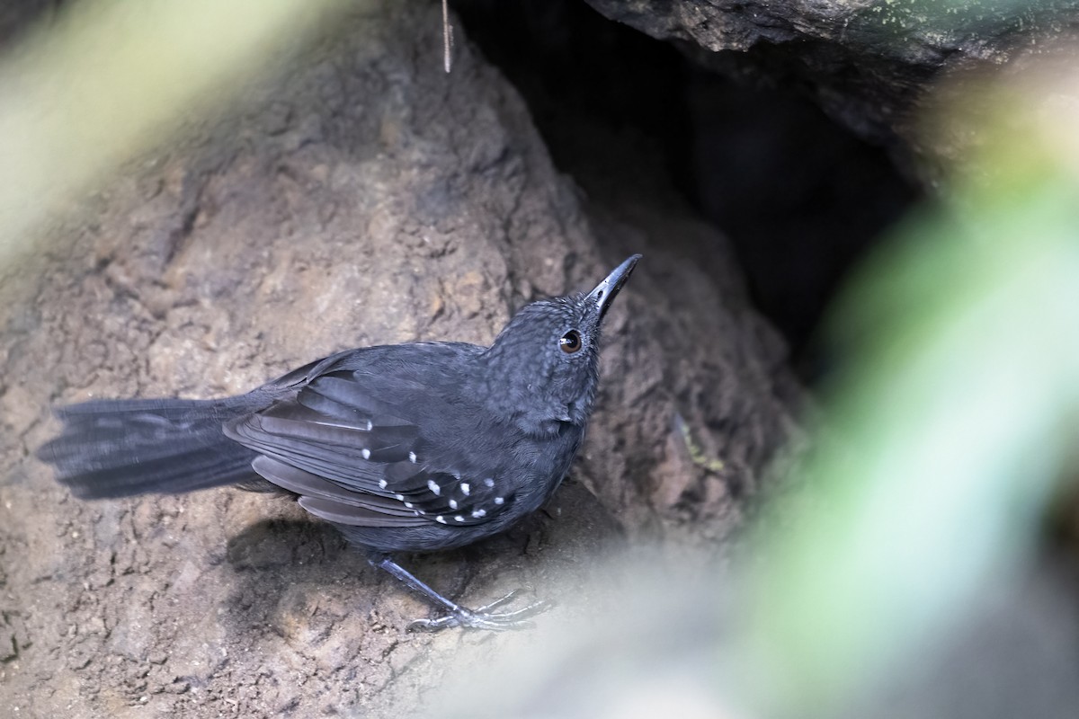 Caura Antbird - ML627512630
