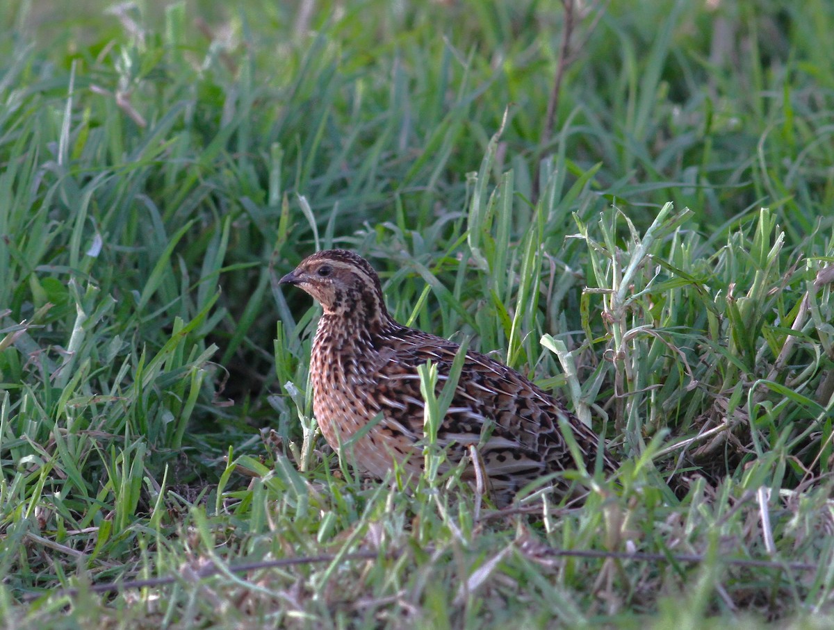 Galeper eurasiarra - ML627512633