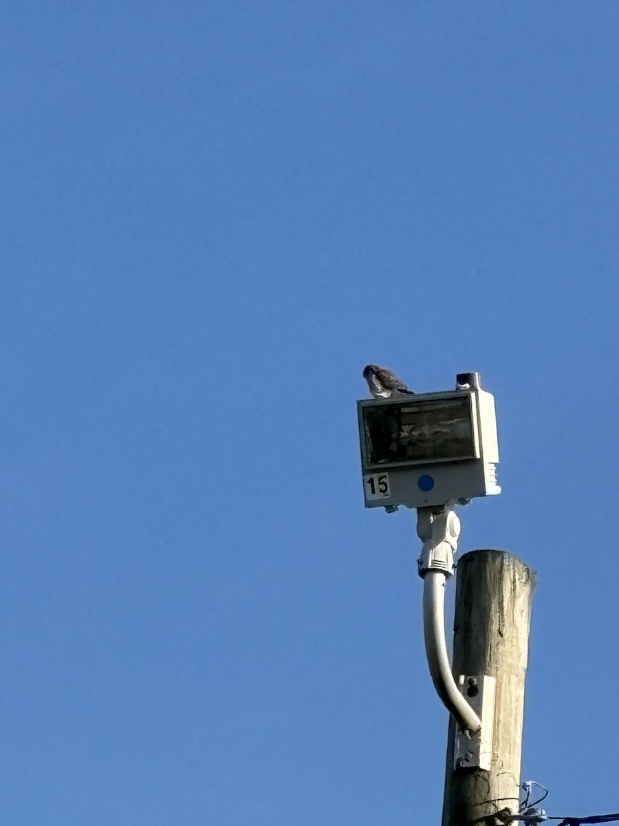 American Kestrel - ML627512655