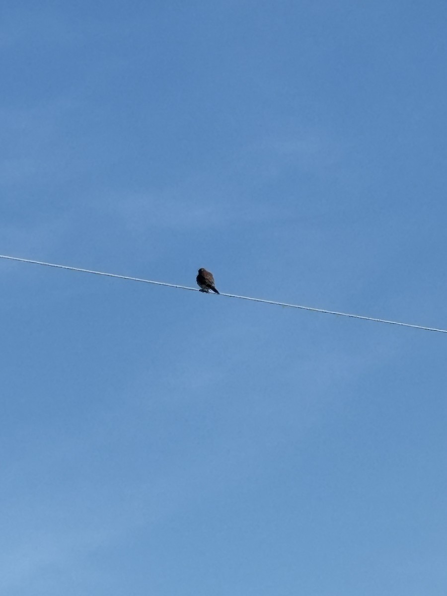 American Kestrel - ML627512656