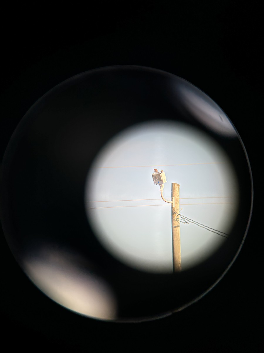 American Kestrel - ML627512657