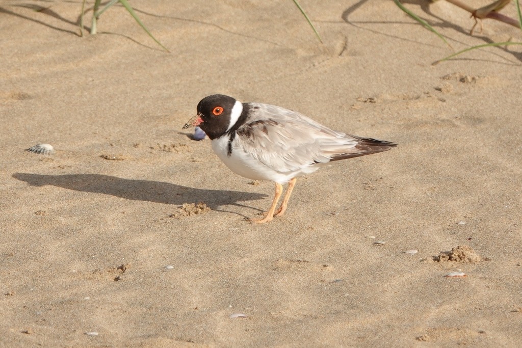 Hooded Plover - ML627512678