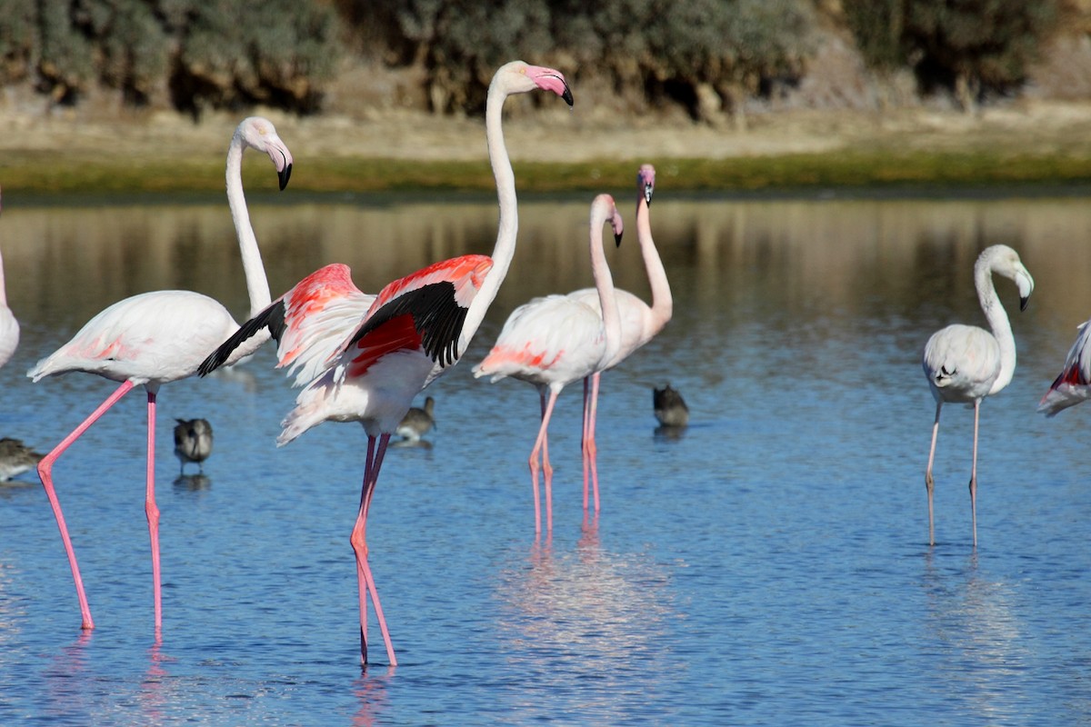 Greater Flamingo - ML62751271
