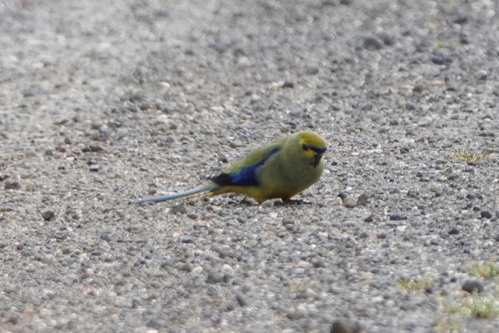 Blue-winged Parrot - ML627512714