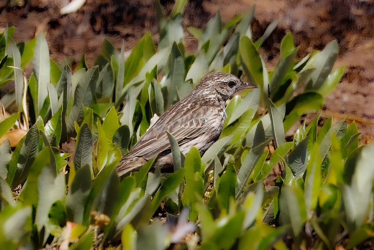 Striped Pipit - ML627512766