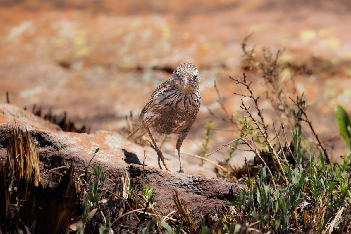 Striped Pipit - ML627512769