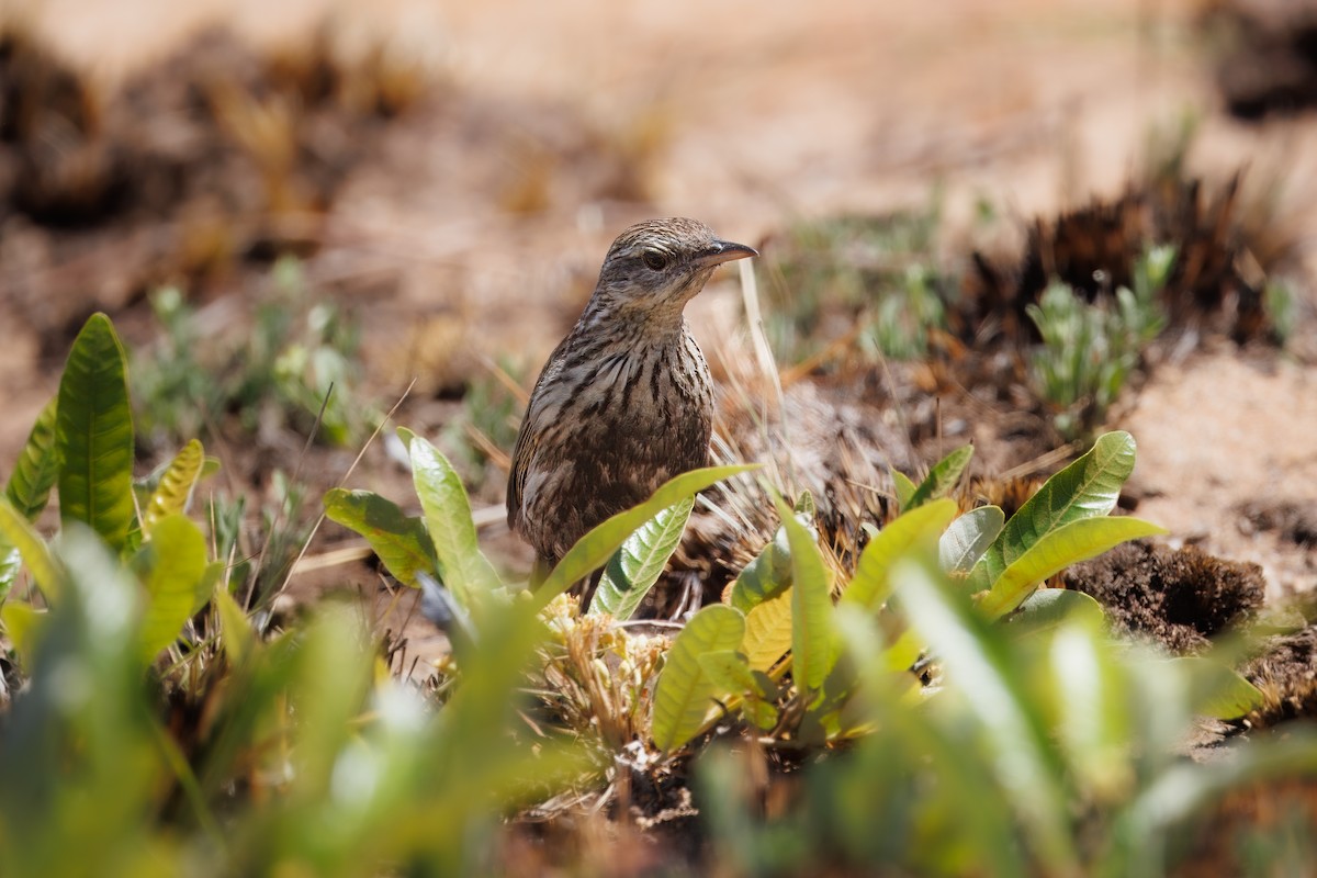 Striped Pipit - ML627512770