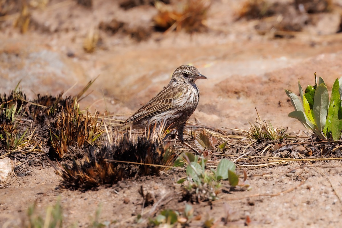 Striped Pipit - ML627512771