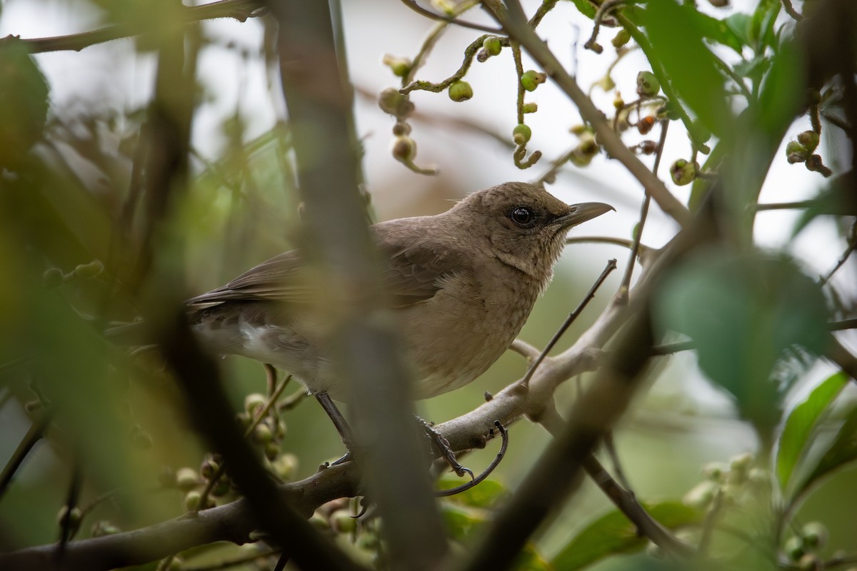 Black-billed Thrush - ML627512777