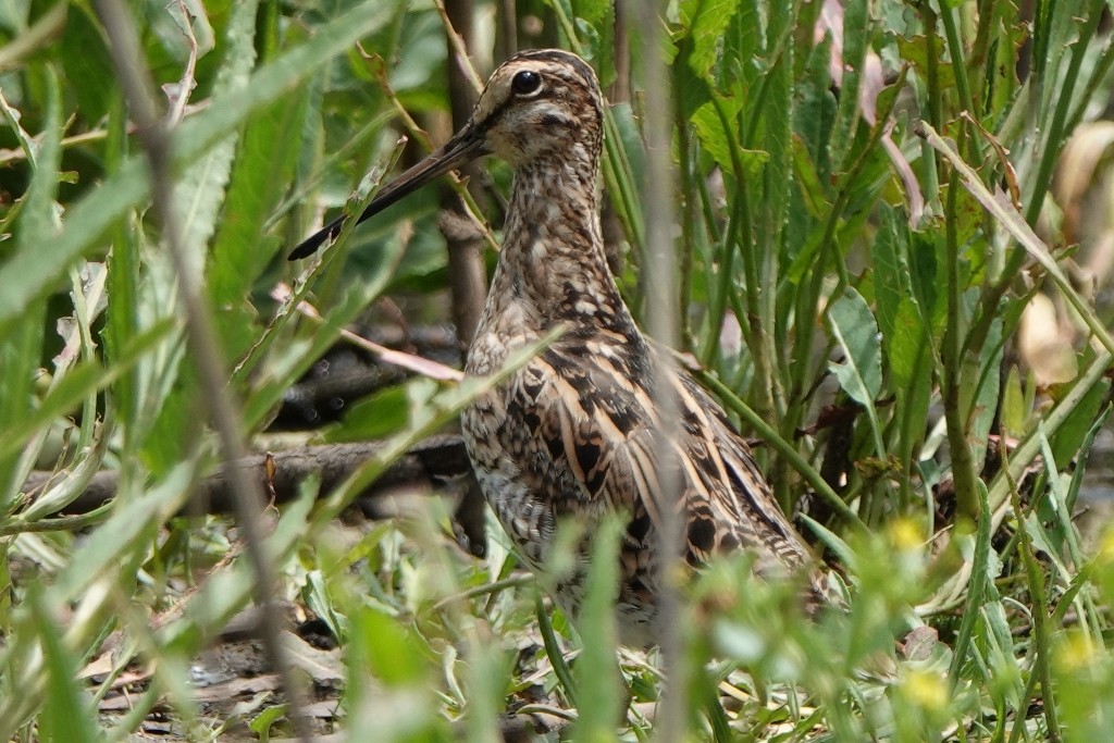 Latham's Snipe - ML627512801