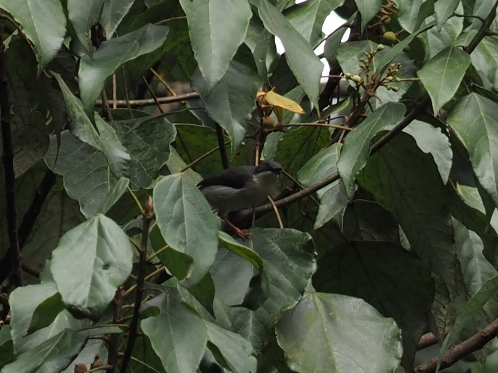 Black-headed Apalis - ML627512874