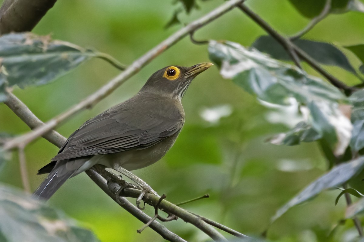 Spectacled Thrush - ML627512911