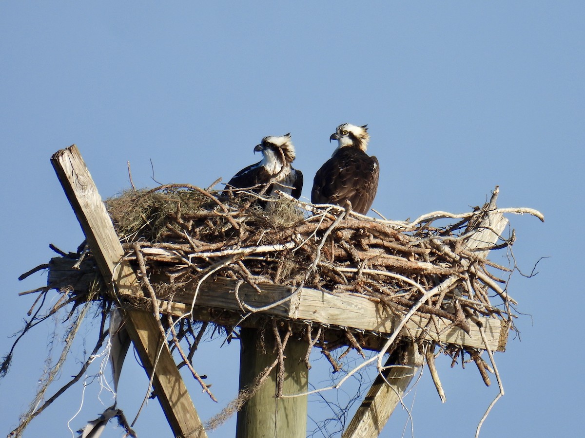 Falco pescatore - ML627512956