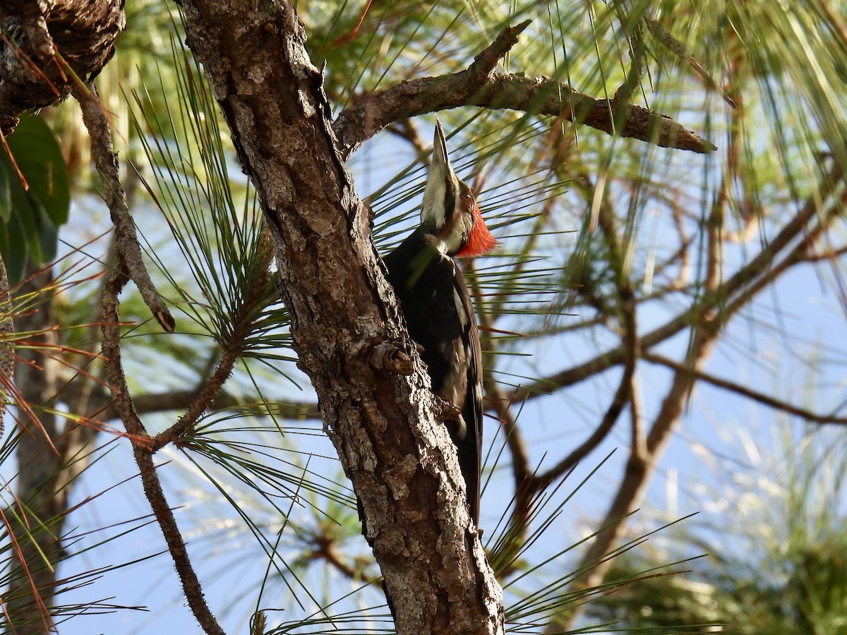 Pileated Woodpecker - ML627512965